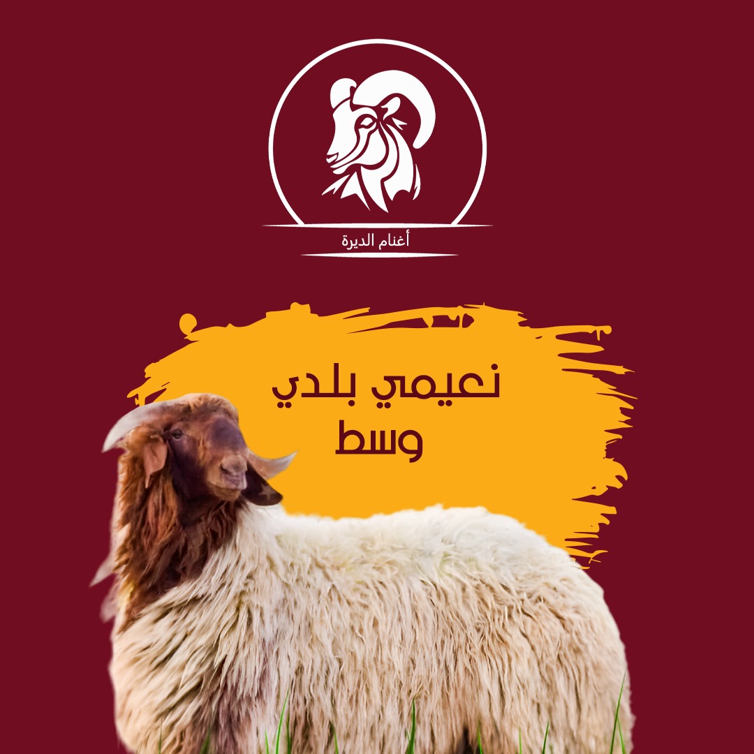 نعيمي بلدي  جذع وسط 22 كيلو