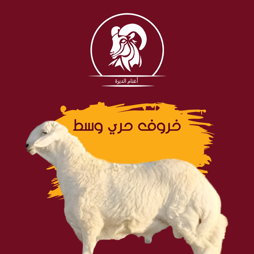 خروف حري جذع من 20 الي 22 كيلو