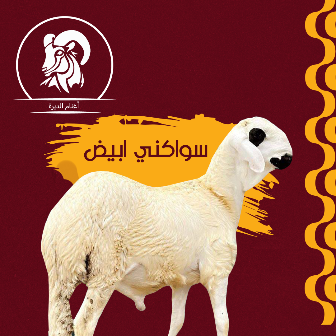 خروف سواكني مرابي