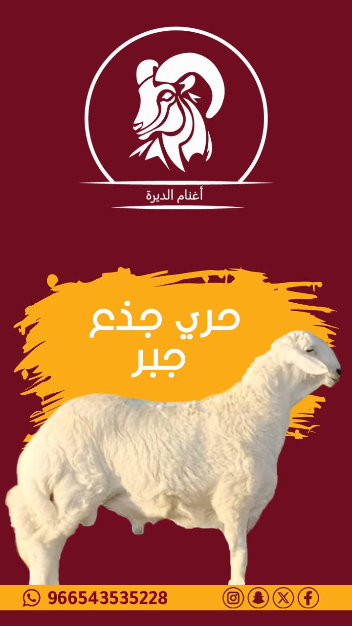 حري بلدي جبر 25 كيلو